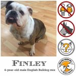 Finley.jpg