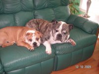 Bella & Bullwinkle, Oct 2009.jpg Bella & Bullwinkle, Oct 2009.jpg