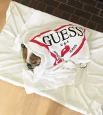 harvey.webp