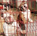 Dukes brother n brindle merle girl.webp