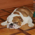 zaZ3vl5.webp