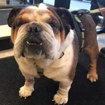 Barney.webp