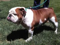 Gordo-English-Bulldog-2.jpg