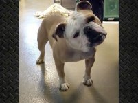 Drax-English-Bulldog-1.jpg Drax-English-Bulldog-1.jpg