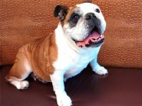 Chula-English-Bulldog.jpg