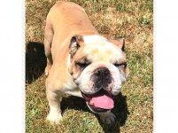 Billy-English-Bulldog-2-1.jpg