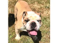 Billy-English-Bulldog-2-1.webp Billy-English-Bulldog-2-1.webp