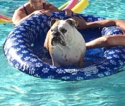 Joey in Pool.webp
