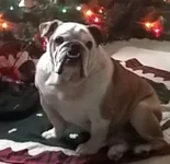 Gunner Under the Christmas Tree.webp