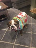 bentleyxmassweater2017.webp