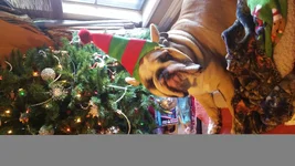 elfonshelf.webp