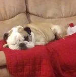 Couch Beefy.webp