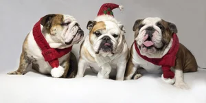 Christmas 2017 card photo.webp