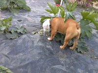 Love the leaves.webp