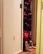 2017 Nigel Xmas.webp