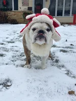 Smalls Xmas.webp