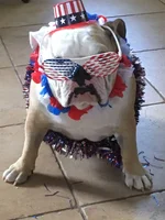 yankee doodle daphne.webp