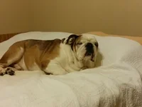 mugsy_1.webp