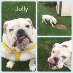 Jolly01.png Jolly01.png