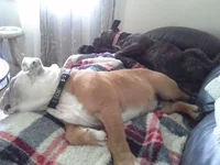 Our sofa.webp