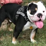 Buster24-150x150.webp Buster24-150x150.webp