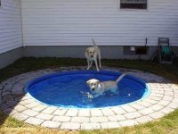 dog_swimming_pool_yard_nature_500_375.jpg