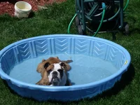 2012_0521Dogs0001.webp 2012_0521Dogs0001.webp