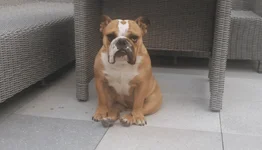 Indi.webp