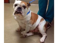 Kota-English-Bulldog-4.webp Kota-English-Bulldog-4.webp
