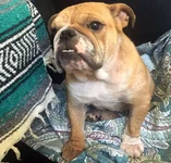Little-Dot-English-Bulldog-1.webp Little-Dot-English-Bulldog-1.webp