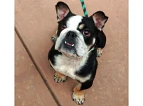 Milkyway-English-Bulldog-1.webp