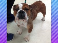 Cha-Cha-English-Bulldog-3.jpg Cha-Cha-English-Bulldog-3.jpg