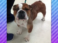 Cha-Cha-English-Bulldog-3.webp Cha-Cha-English-Bulldog-3.webp