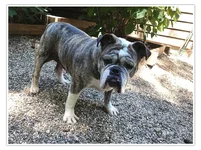 Skinnie-Minnie-English-Bulldog.webp Skinnie-Minnie-English-Bulldog.webp