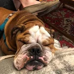 Bubba.webp