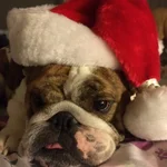 Santa Nigel.webp Santa Nigel.webp