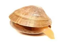 clam.webp