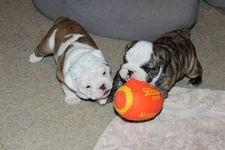 puppy play.webp
