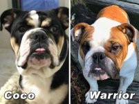 Warrior-and-Coco.jpg Warrior-and-Coco.jpg