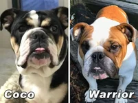 Warrior-and-Coco.webp Warrior-and-Coco.webp