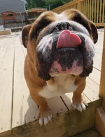 Buddy.webp