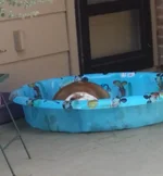 Monty and his pool (2).webp