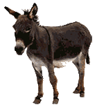 donkey-animated.gif