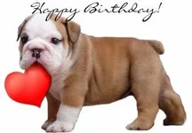 happy_birthday_bulldog_puppy_greeting_card-r23664079dcbf46508df601d7a4b1b015_em0cx_307.webp