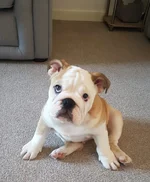 IMG-20190205-WA0001.webp