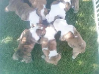 Lola bulldog 029.webp