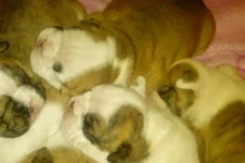Lola bulldog 014 - Copy.webp