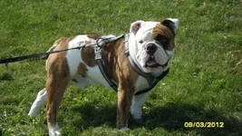 Arnold posing.webp