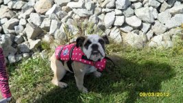 Bertha in her life jacket Sept 2012.jpg