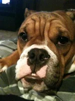 Brutus2.webp Brutus2.webp